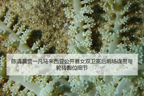 chen-qing-chen-jia-yi-fan-ma-lai-xi-ya-gong-kai-sai-nv-shuang-wei-mian-hou-qian-chang-lian-guan-yu-lun-zhuan-pao-wei-xi-3-108.jpg